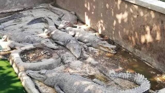 Cara Aman Memberi Makan Buaya untuk Edukasi Satwa Liar